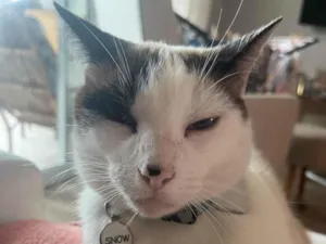 Gato raça SRD-ViraLata idade 6 ou mais anos nome Snow
