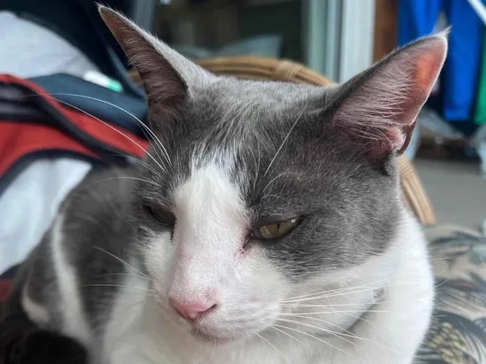 Gato ra a SRD-ViraLata idade 6 ou mais anos nome Blue