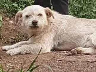 Cachorro ra a SRD-ViraLata idade 6 ou mais anos nome Pipoka