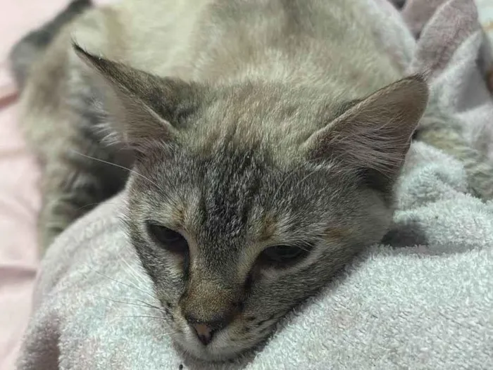 Gato ra a SRD-ViraLata idade 2 a 6 meses nome Sem nome