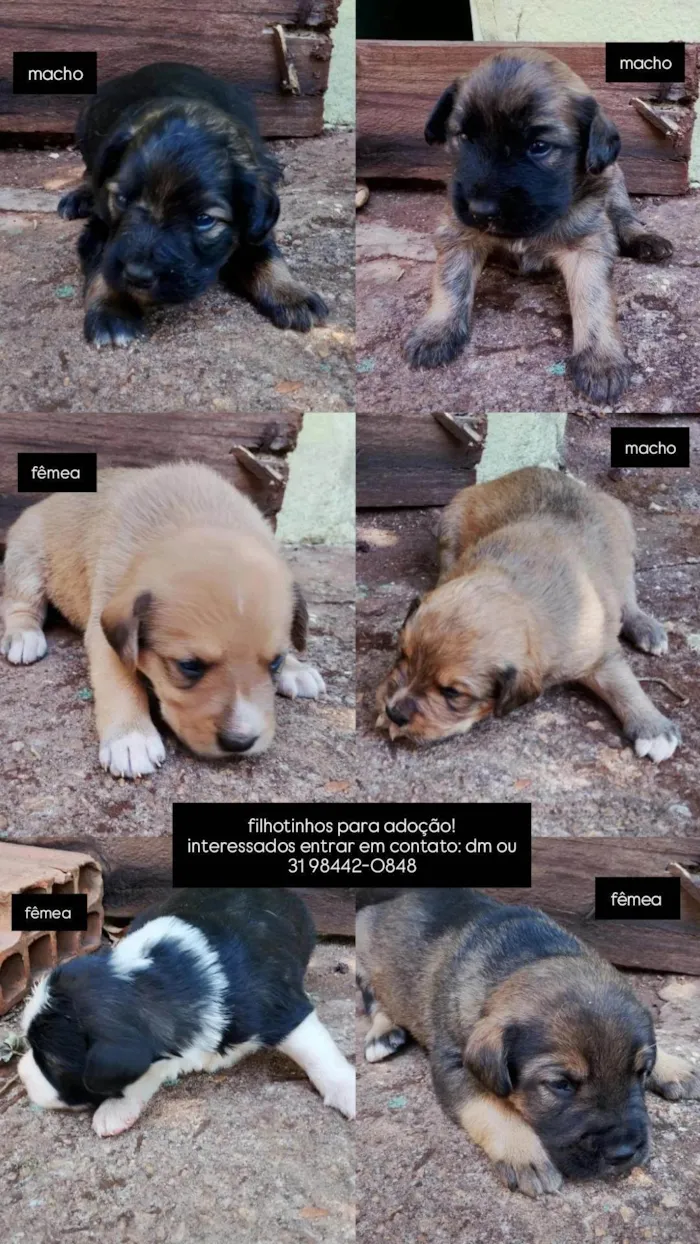 Cachorro ra a SRD-ViraLata idade Abaixo de 2 meses nome Filhotinhos 