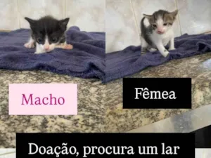 Gato raça SRD-ViraLata idade 2 a 6 meses nome LUIS CARLOS DE OLIVEIRA
