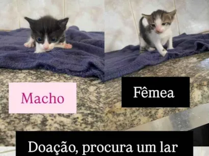 Gato raça SRD-ViraLata idade 2 a 6 meses nome LUIS CARLOS DE OLIVEIRA
