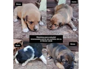 Cachorro raça SRD-ViraLata idade Abaixo de 2 meses nome Filhotinhos 