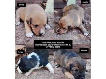 Cachorro raça SRD-ViraLata idade Abaixo de 2 meses nome Filhotinhos 