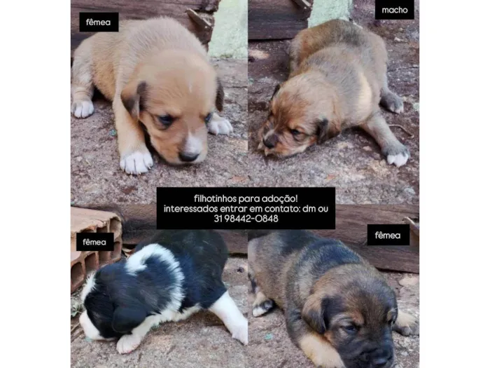 Cachorro ra a SRD-ViraLata idade Abaixo de 2 meses nome Filhotinhos 