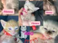 Gatinhos 
