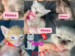 Gato raça SRD-ViraLata idade Abaixo de 2 meses nome Gatinhos 