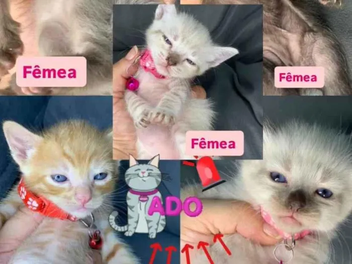 Gato ra a SRD-ViraLata idade Abaixo de 2 meses nome Gatinhos 