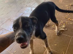 Cachorro raça SRD-ViraLata idade 2 a 6 meses nome Não tem nome 