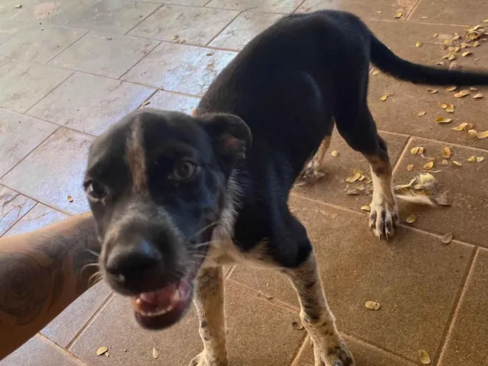 Cachorro ra a SRD-ViraLata idade 2 a 6 meses nome Não tem nome 