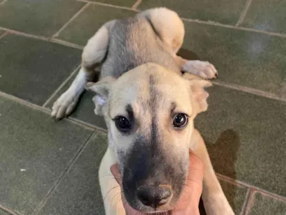 Cachorro raça SRD-ViraLata idade 2 a 6 meses nome Não tem nome 