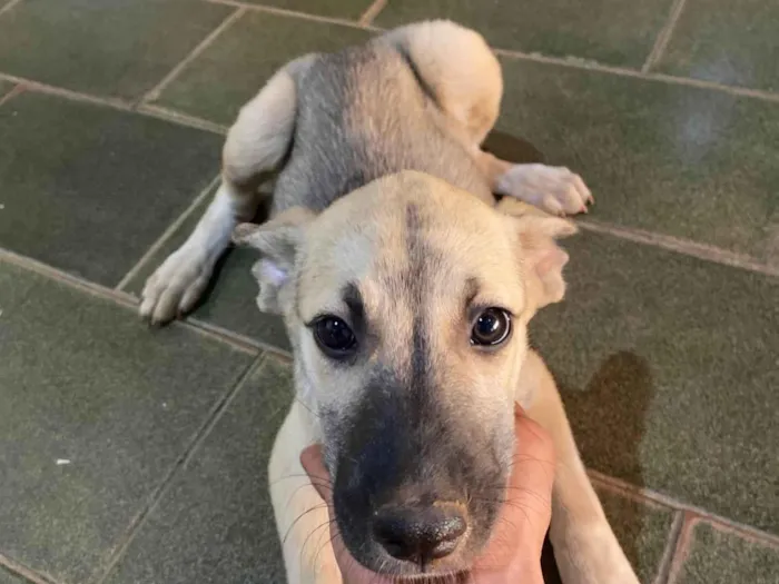 Cachorro ra a SRD-ViraLata idade 2 a 6 meses nome Não tem nome 