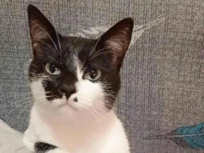 Gato raça SRD-ViraLata idade 3 anos nome Murisca, Frederico, Menino Feio