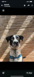 Chico