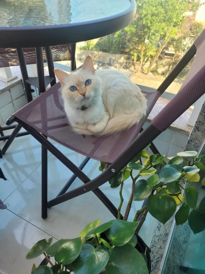 Gato ra a SRD-ViraLata idade 6 ou mais anos nome Izzie