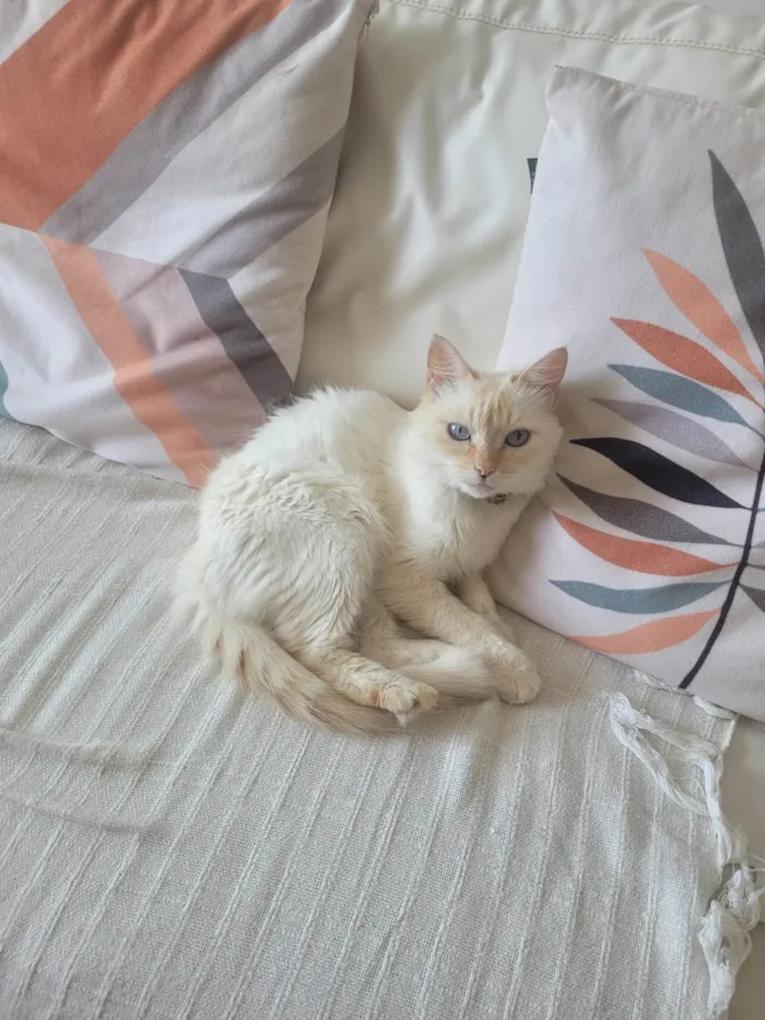 Gato ra a SRD-ViraLata idade 6 ou mais anos nome Izzie