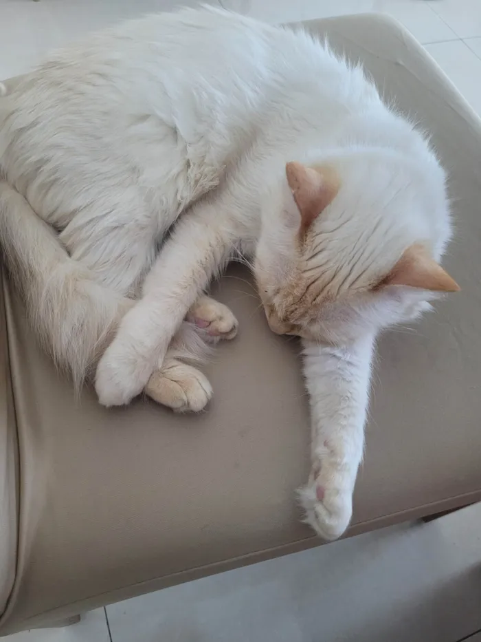Gato ra a SRD-ViraLata idade 6 ou mais anos nome Izzie