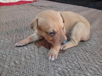 Cachorro raça SRD-ViraLata idade Abaixo de 2 meses nome Filhotes