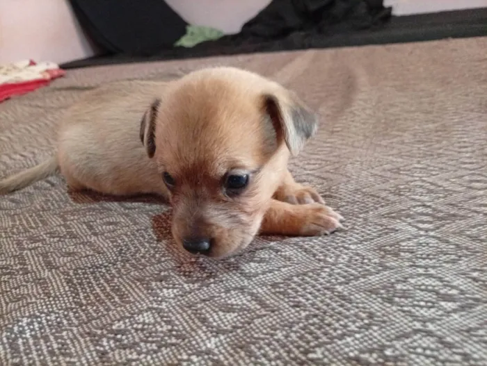 Cachorro ra a SRD-ViraLata idade Abaixo de 2 meses nome Filhotes