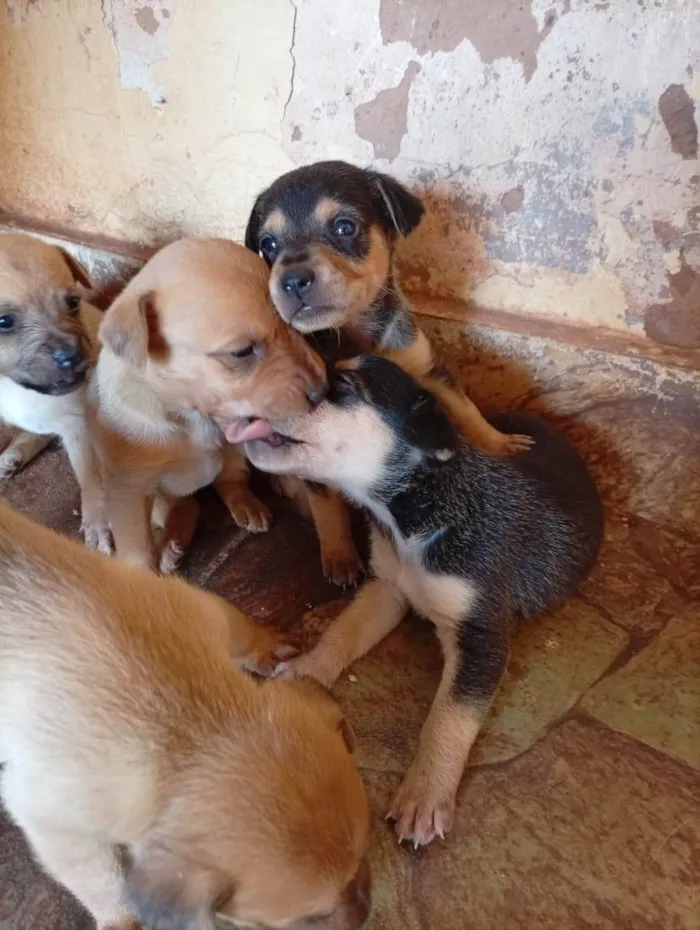 Cachorro ra a SRD-ViraLata idade Abaixo de 2 meses nome Filhotes