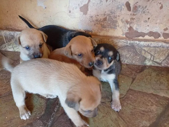 Cachorro ra a SRD-ViraLata idade Abaixo de 2 meses nome Filhotes