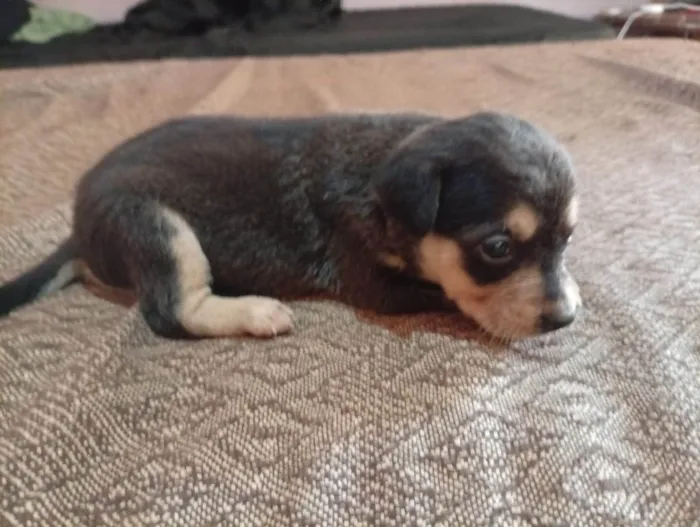 Cachorro ra a SRD-ViraLata idade Abaixo de 2 meses nome Filhotes