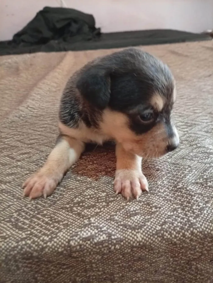 Cachorro ra a SRD-ViraLata idade Abaixo de 2 meses nome Filhotes