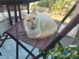 Izzie