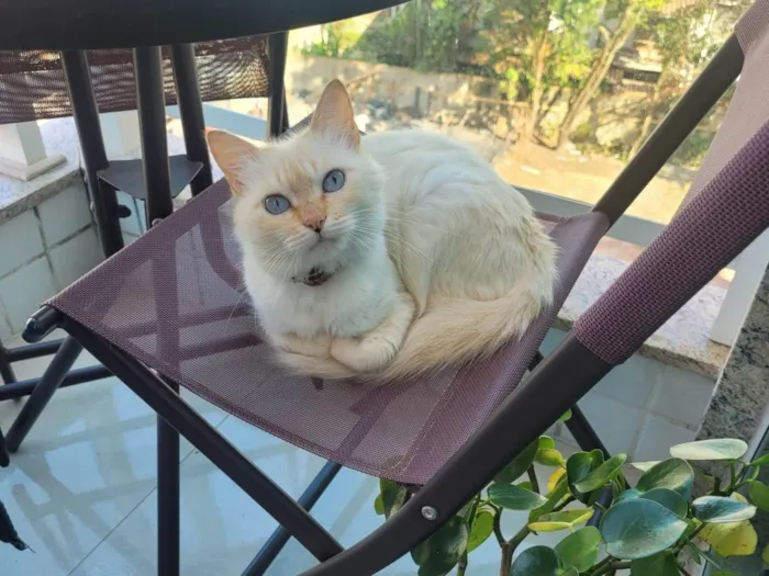 Gato ra a SRD-ViraLata idade 6 ou mais anos nome Izzie