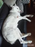 Lady