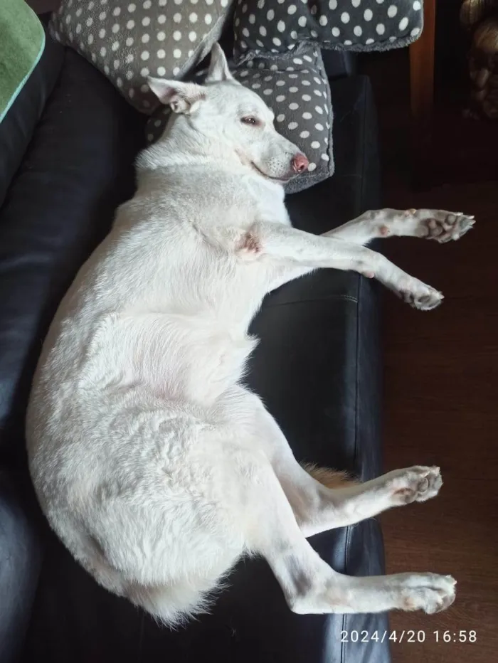 Cachorro ra a Pastor Alemão idade 6 ou mais anos nome Lady