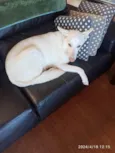 Lady