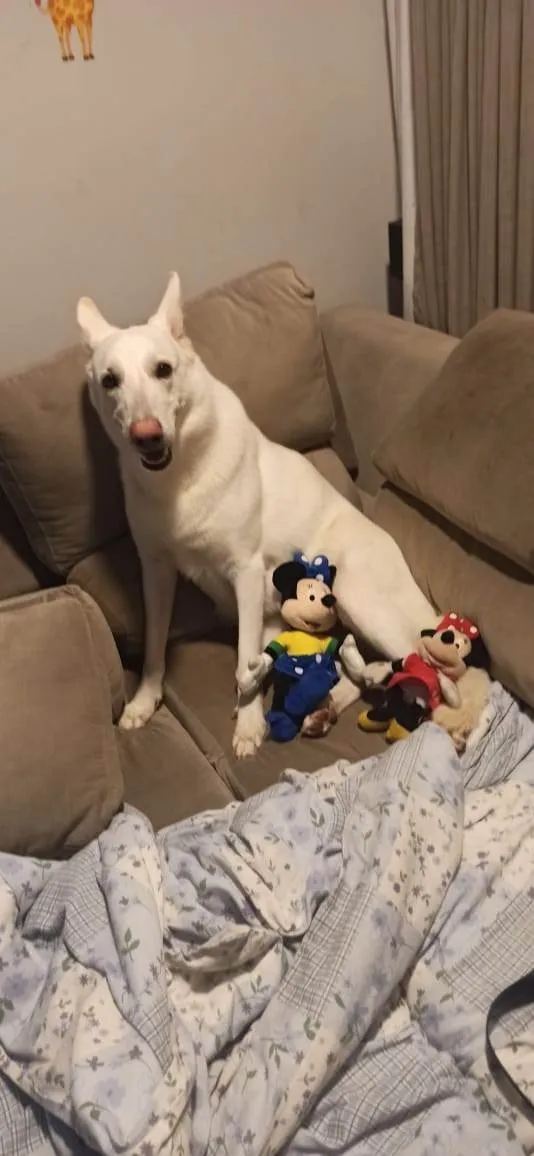 Cachorro ra a Pastor Alemão idade 6 ou mais anos nome Lady