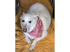 Cachorro raça Pastor Alemão idade 6 ou mais anos nome Lady
