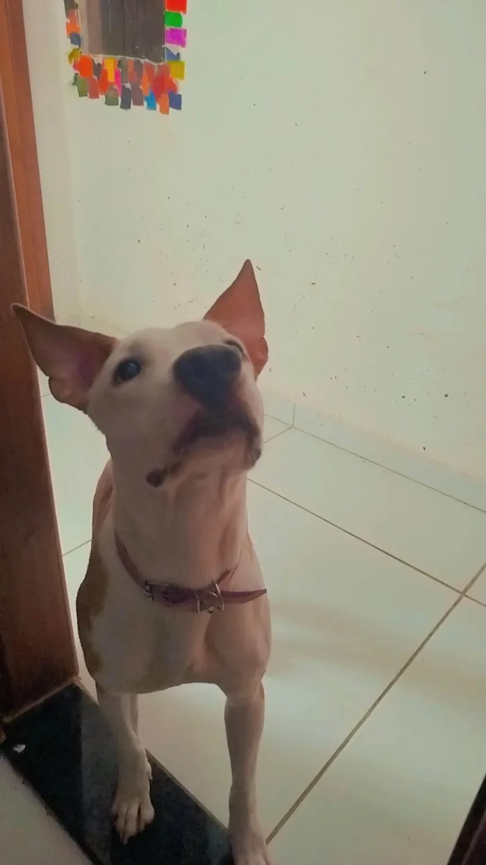Cachorro ra a Pit-Bull idade 1 ano nome Zeus
