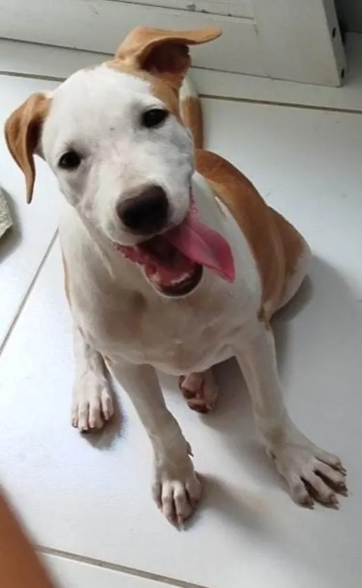 Cachorro ra a Pit-Bull idade 1 ano nome Zeus