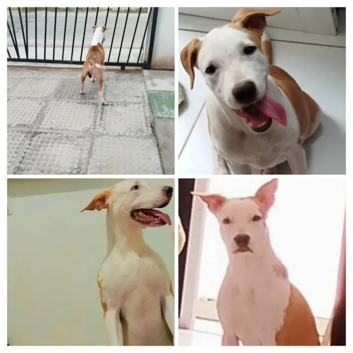 Cachorro ra a Pit-Bull idade 1 ano nome Zeus