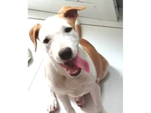 Cachorro raça Pit-Bull idade 1 ano nome Zeus