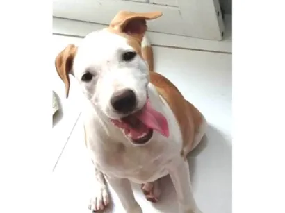 Cachorro raça Pit-Bull idade 1 ano nome Zeus