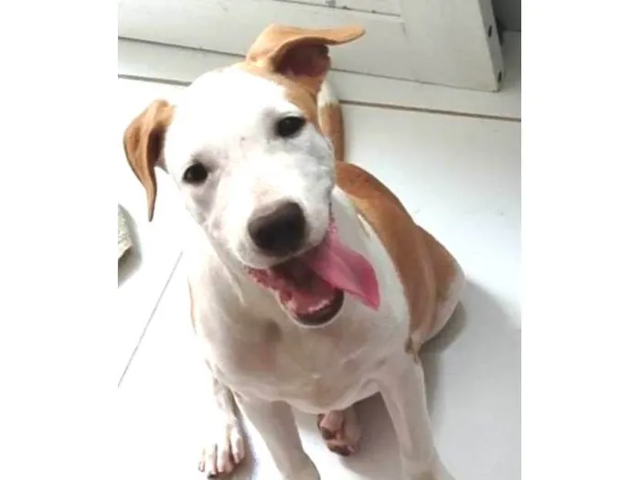 Cachorro ra a Pit-Bull idade 1 ano nome Zeus