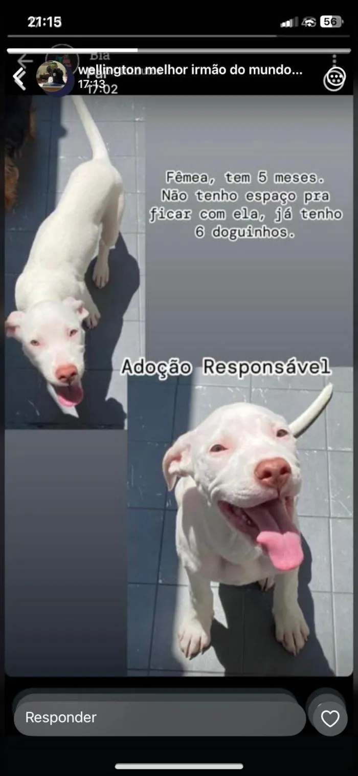 Cachorro ra a Pit-Bull idade 2 a 6 meses nome Atena