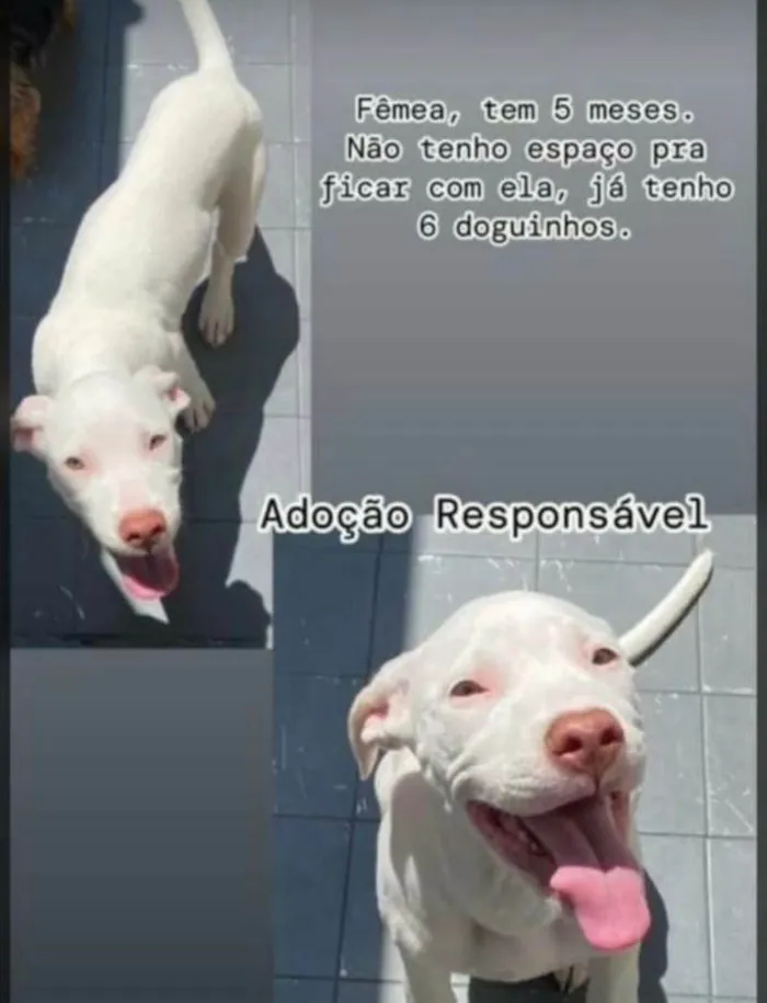 Cachorro ra a Pit-Bull idade 2 a 6 meses nome Atena