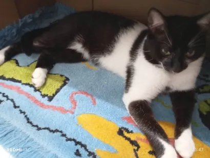 Gato raça Angorá idade 2 a 6 meses nome floid