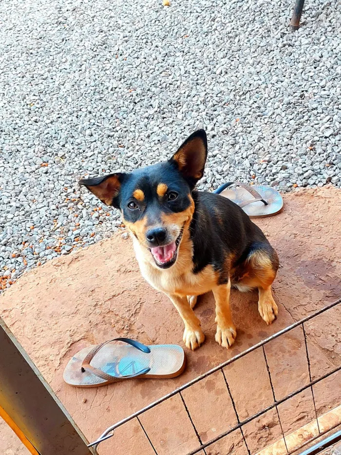 Cachorro ra a SRD-ViraLata idade 3 anos nome Luna