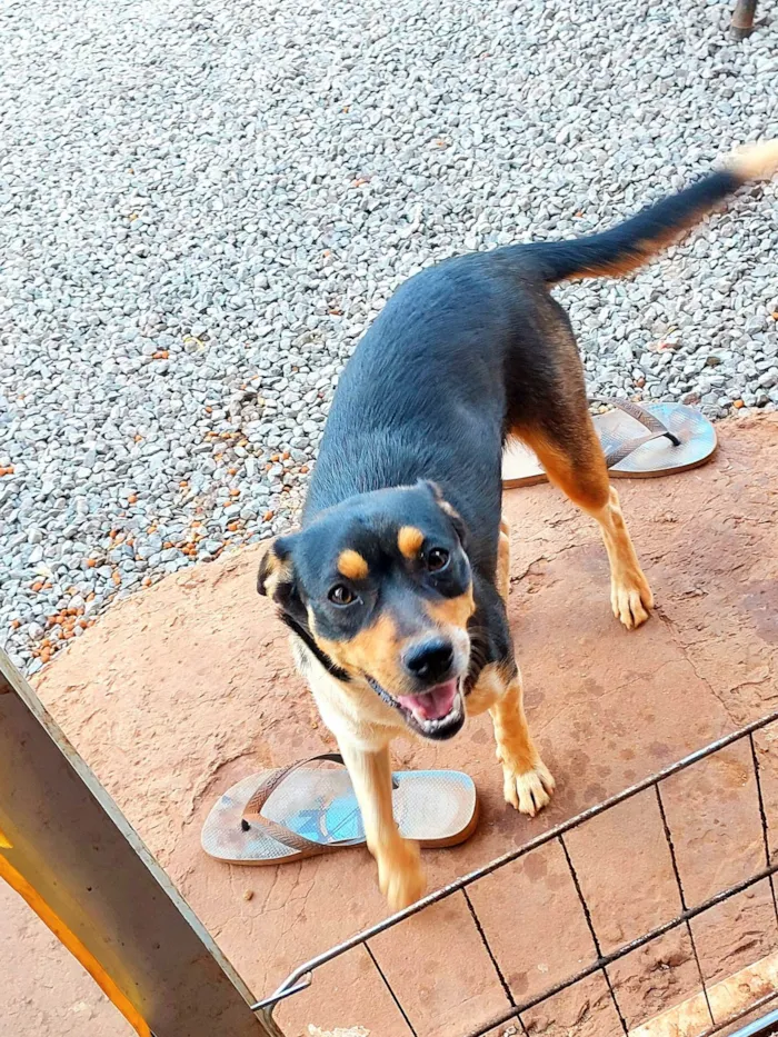 Cachorro ra a SRD-ViraLata idade 3 anos nome Luna
