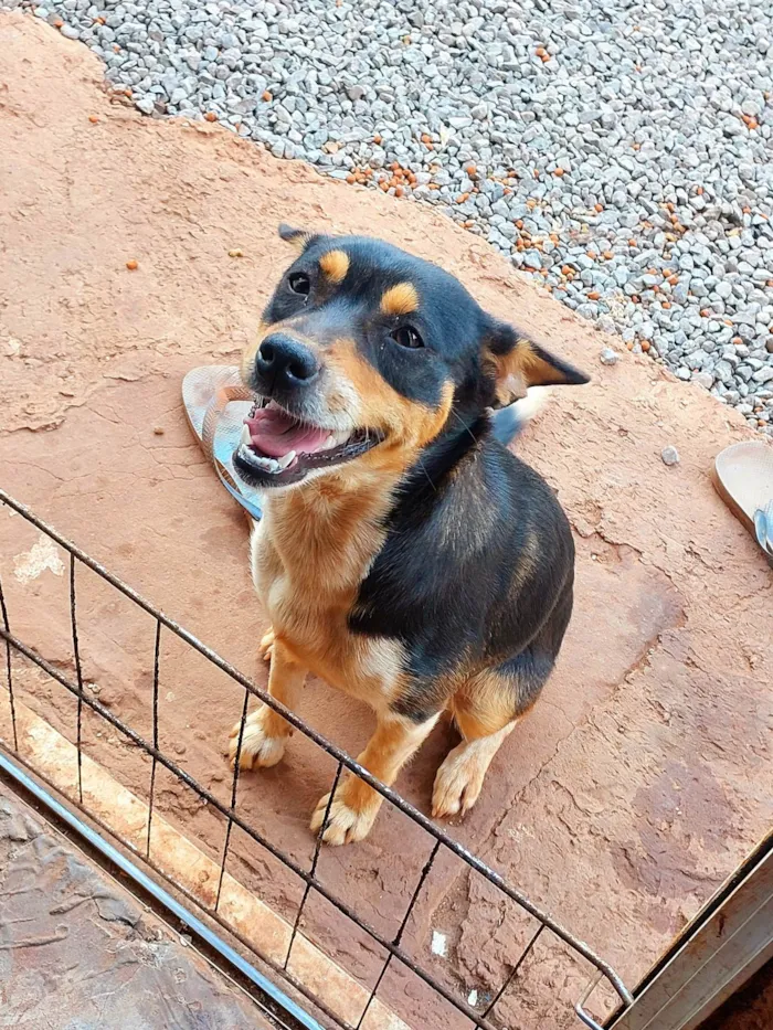Cachorro ra a SRD-ViraLata idade 3 anos nome Luna