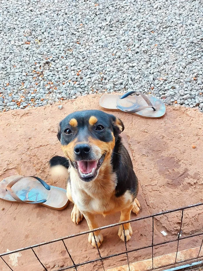 Cachorro ra a SRD-ViraLata idade 3 anos nome Luna
