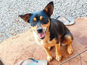 Cachorro raça SRD-ViraLata idade 3 anos nome Luna
