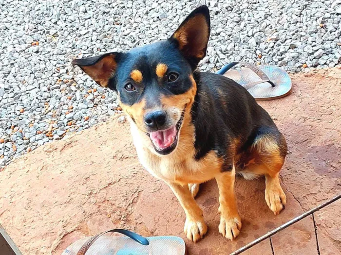 Cachorro ra a SRD-ViraLata idade 3 anos nome Luna